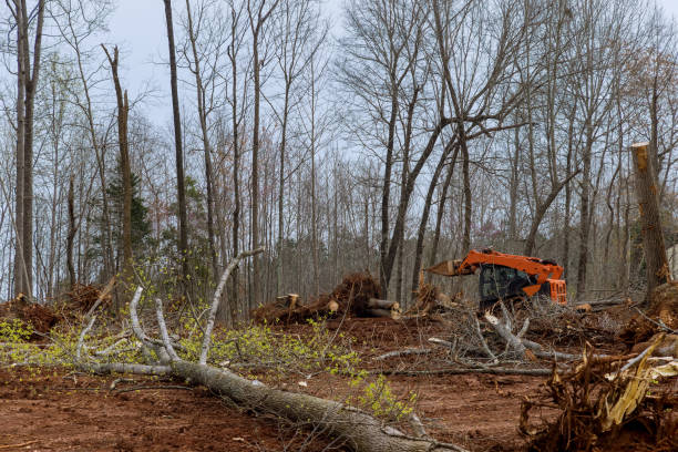 Mulching Services